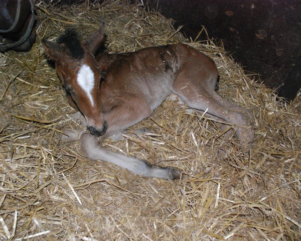 Springpferd Celeste blue s (Westfale, 2017, von Chacoon Blue)