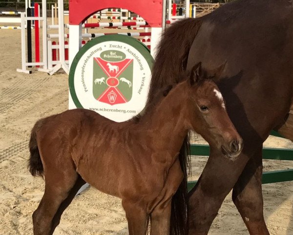 horse Celine S (Westphalian, 2017, from Coupe de Coeur 2)