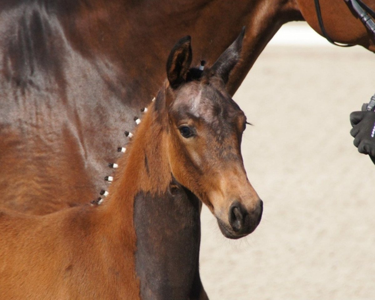 Pferd Stute von Wynton x Sir Donnerhall (Oldenburger, 2012, von Wynton)