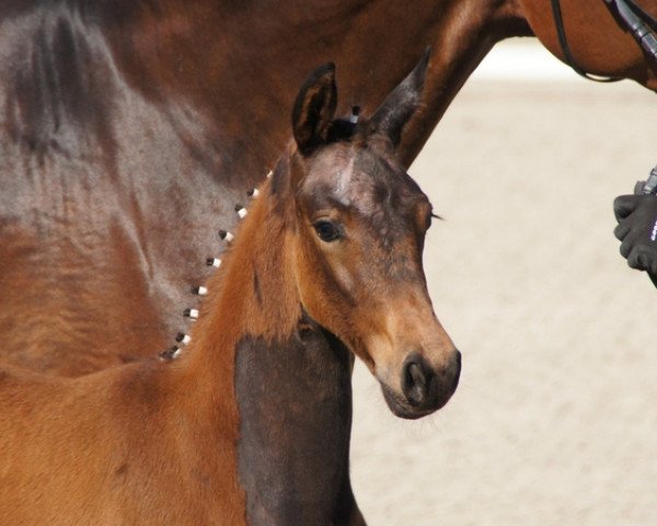 horse Stute von Wynton x Sir Donnerhall (Oldenburg, 2012, from Wynton)