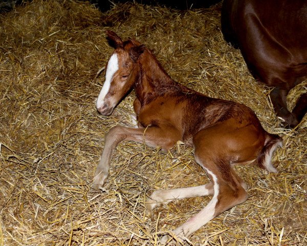 horse First Romantic K (Hanoverian, 2016, from Nymphenburg's First Ampere)