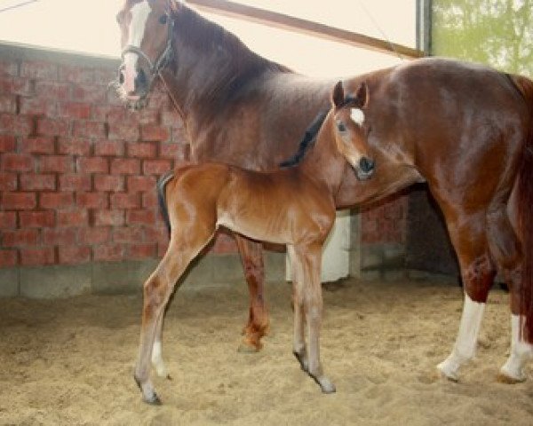 horse Don Niro K (Hanoverian, 2013, from De Niro)