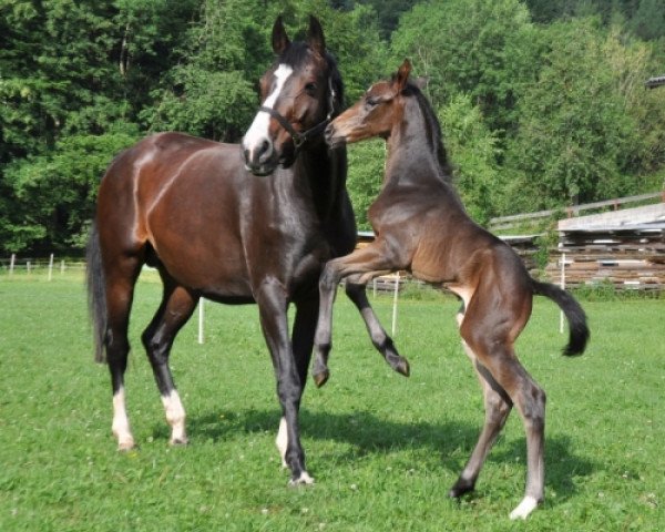 horse Salut d´Amour SA (Austrian Warmblood, 2013, from San Amour I)