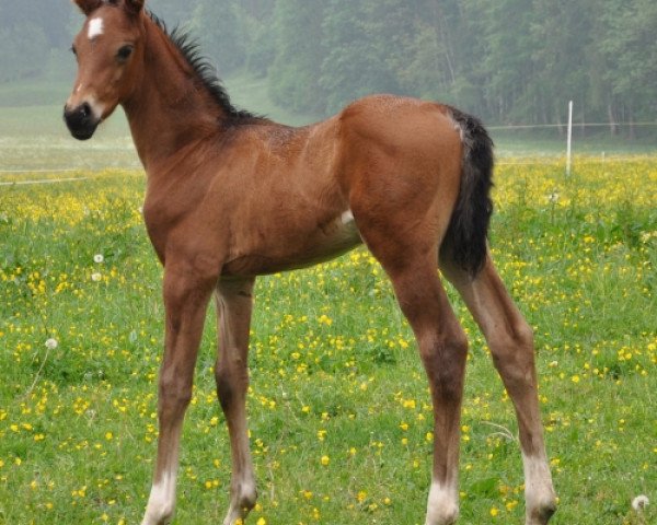 Pferd Tod`s SA (Österreichisches Warmblut, 2011, von Tuschinski)