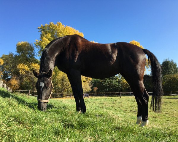 horse Ria Grande 2 (Rhinelander, 2005, from Rilke)