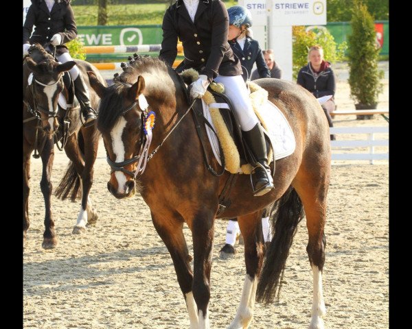 Dressurpferd Hello Kitti (Deutsches Reitpony, 2011, von Humphrey 31) Dressurpferd Hello Kitti (Deutsches Reitpony, 2011, von Humphrey 31)
