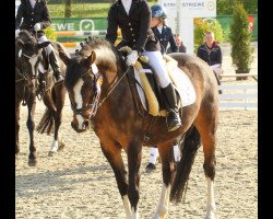 dressage horse Hello Kitti (German Riding Pony, 2011, from Humphrey 31)