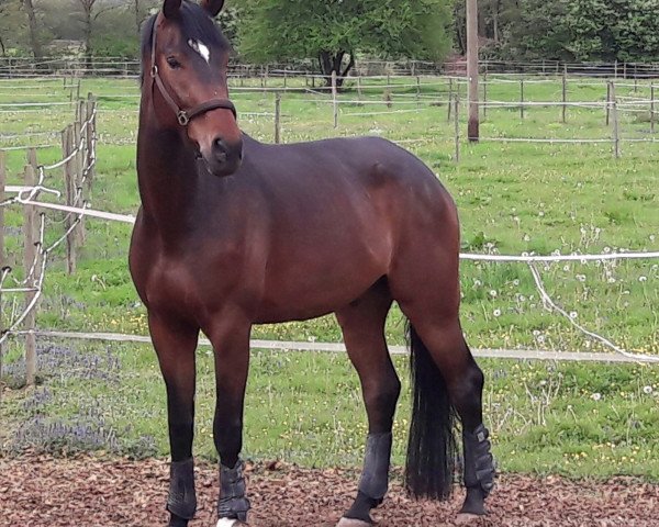 Pferd Rocaron Ever (Oldenburger, 2012, von Rock Forever NRW)