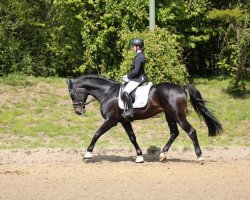 dressage horse Fantasmic (Oldenburg, 2004, from French Kiss)