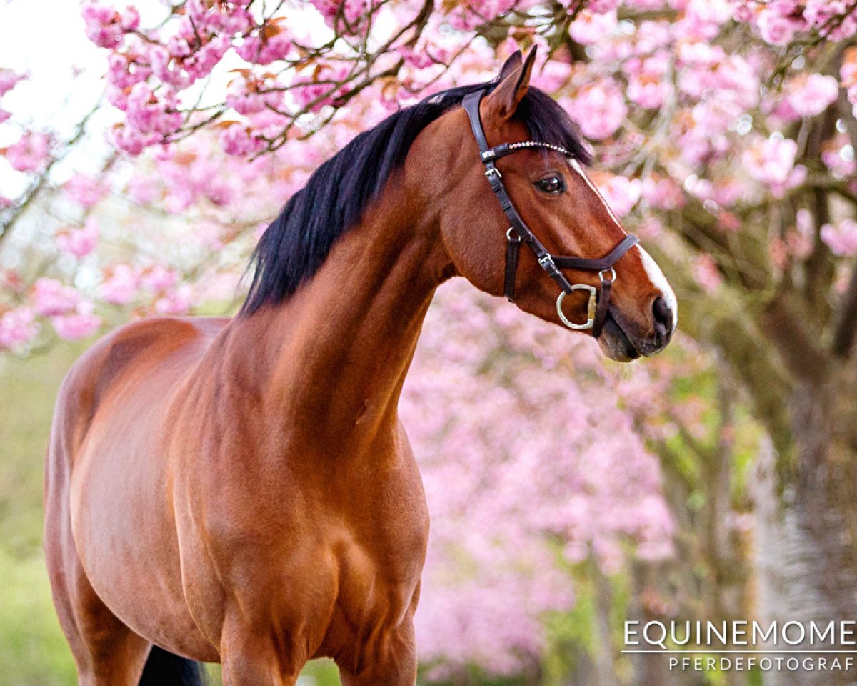 Cavalo de saltos Cappocaccio (Pônei de Equitação Dinamarquês, 2011, de Joop 18)