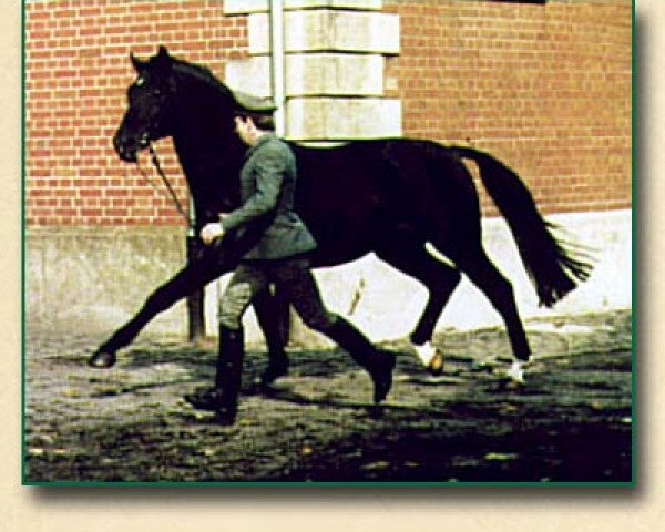 stallion Dürkheim (Hanoverian, 1969, from Duft II)