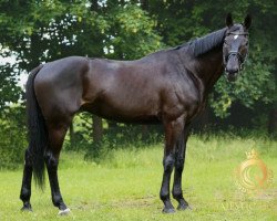 jumper Pharos (Westphalian, 2002, from Paramo K)
