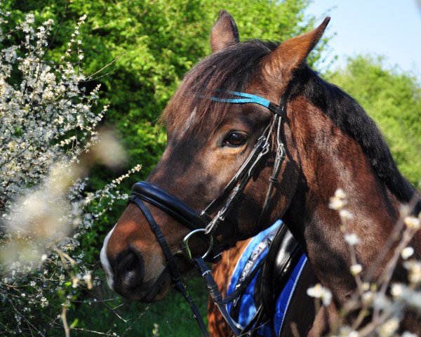 Pferd Ekira (Trakehner, 2002, von Kupferberg Gold)