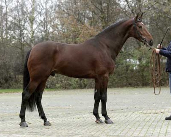 stallion Zahros R (KWPN (Royal Dutch Sporthorse), 2004, from Sam R)