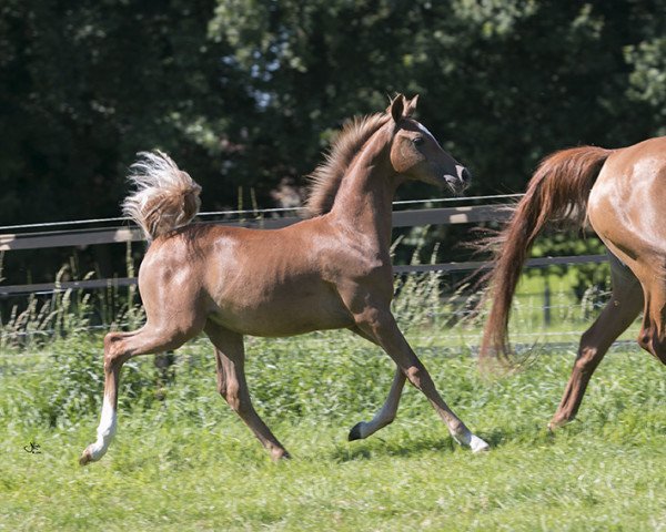 horse Hengst von Black Diamond/Kar Uranio Son (Arabian purebred, 2016, from Black Diamond ox)