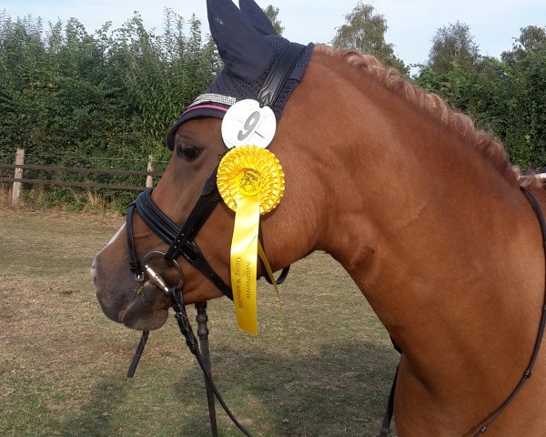 Dressurpferd Dinka (Deutsches Reitpony, 2006)