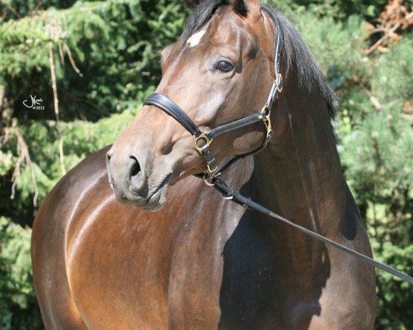 horse Katharina F (Trakehner, 2008, from Perechlest)