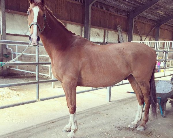 horse Barrique xx (Thoroughbred, 2003, from Art Sebel xx)