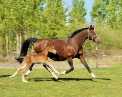 broodmare Bella Lou GM (German Sport Horse, 2017, from Balous Bellini)