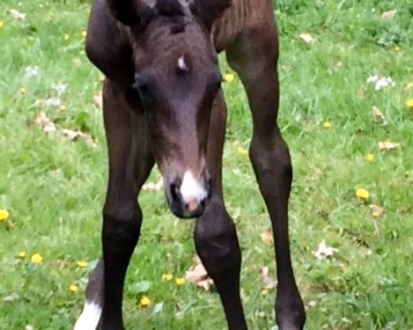 Pferd Fidelia W (Rheinländer, 2017, von Fidelior)