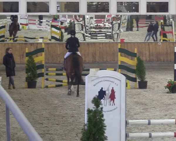 Reitturnier Freudenberg 2018