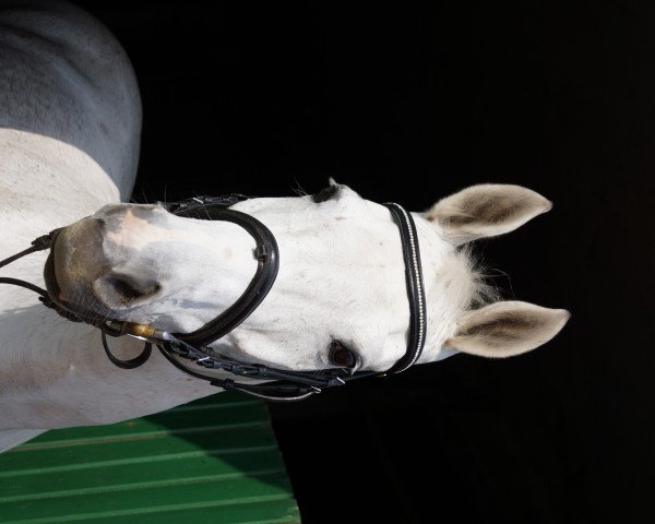 broodmare Carpe Diem 10 (Hanoverian, 1996, from Cordalme Z)
