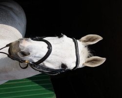 broodmare Carpe Diem 10 (Hanoverian, 1996, from Cordalme Z)