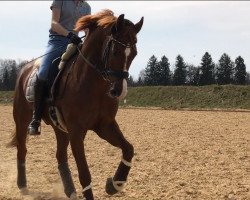 dressage horse Special-Edition S (Westphalian, 2010, from Sunday)