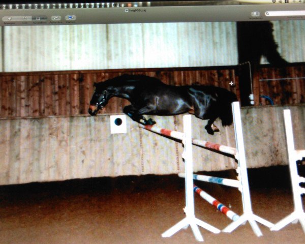 broodmare Clony Temple (Zweibrücken, 1994, from Champ-Extra)