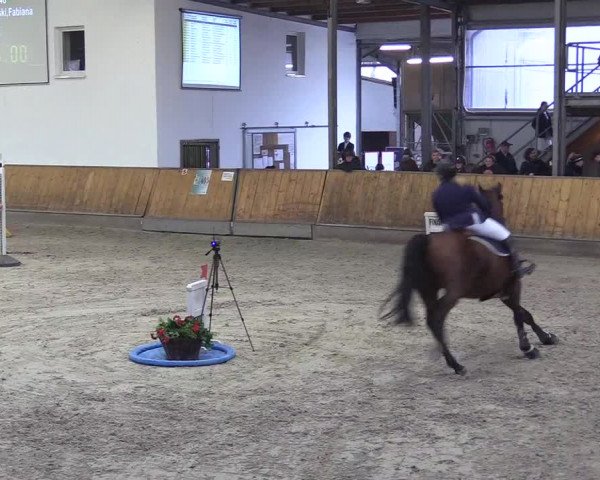 Reitturnier Freudenberg 2018