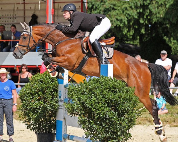 broodmare Cessandra S (Westphalian, 2002, from Collin L)