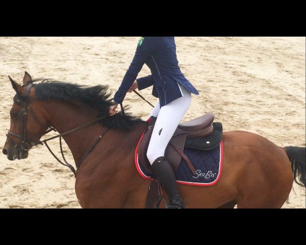 jumper Gilithya 2 (Nederlands Rijpaarden en Pony, 2011, from Carlos)