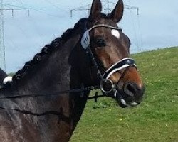 Dressurpferd Sir Vivor (Westfale, 2011, von Sir Donnerhall I)