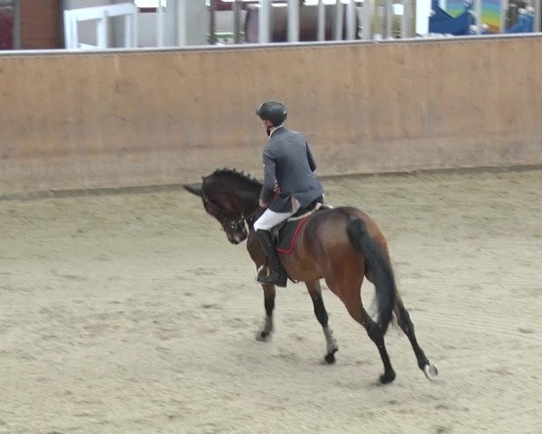 Reitturnier Prussendorf 2018