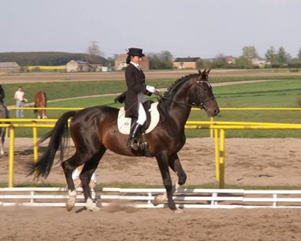 stallion Karbit (Polish Warmblood, 2000, from Rubin)