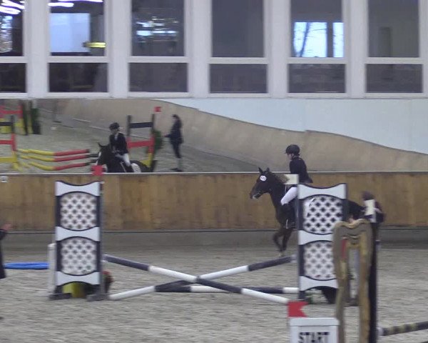 Reitturnier Freudenberg 2018