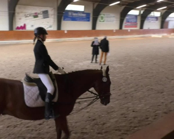 Reitturnier Viernheim 2018