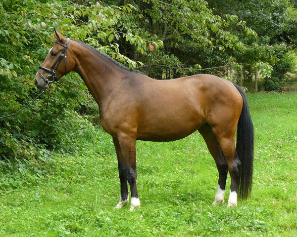 Zuchtstute Sechita (Zweibrücker, 2010, von Semper)