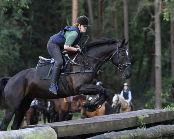 horse Vom Feinsten (Trakehner, 2009, from Insterburg TSF)