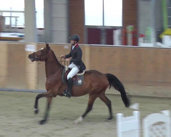 Reitturnier Prussendorf 2018