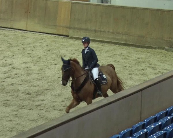 Reitturnier Prussendorf 2018
