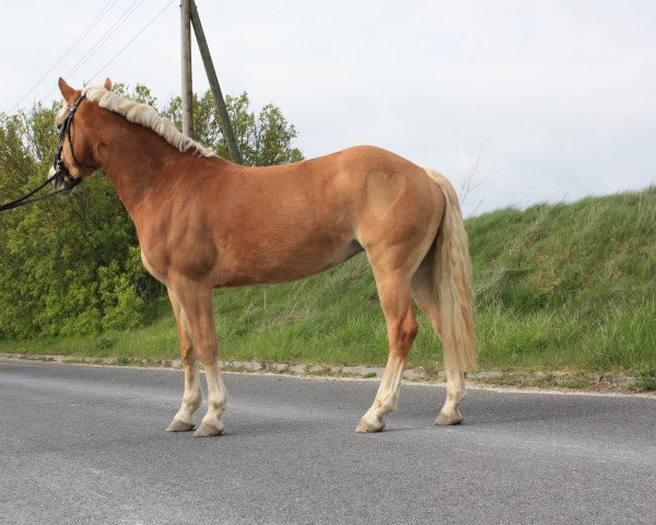 broodmare Gerda (6,25% ox) (Edelbluthaflinger, 2010, from Aquarell)