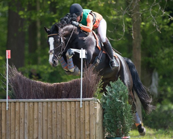 jumper Vom Feinsten (Hanoverian, 2009, from Valentino)