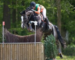 jumper Vom Feinsten (Hanoverian, 2009, from Valentino)