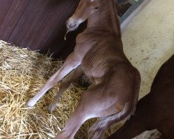 horse Fleige's Fürst Rubin (Westphalian, 2017, from Fürst Wallerstein)