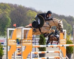 jumper Bodethal's Night Light (German Riding Pony, 2012, from Night-Star III)