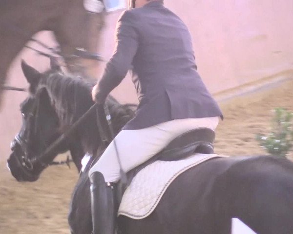 Reitturnier Bad Salzuflen 2018