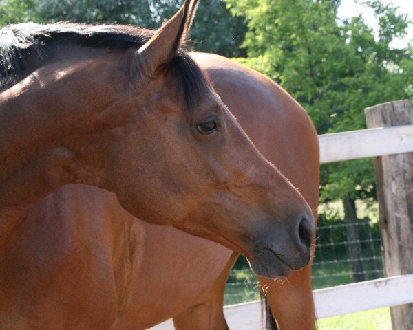 broodmare Chicca (Hanoverian, 2003, from Conteur) broodmare Chicca (Hanoverian, 2003, from Conteur)