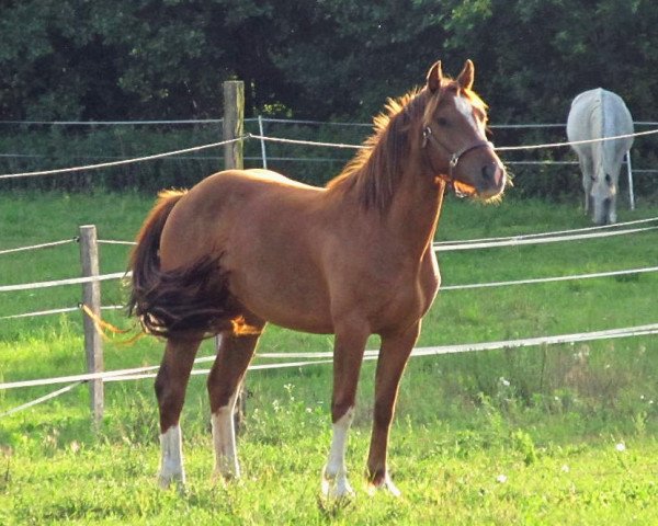 horse Hella vom Gröndu (Freiberger, 2009, from Hallali)