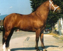 dressage horse Hendrix (Freiberger, 1992, from Hulax)